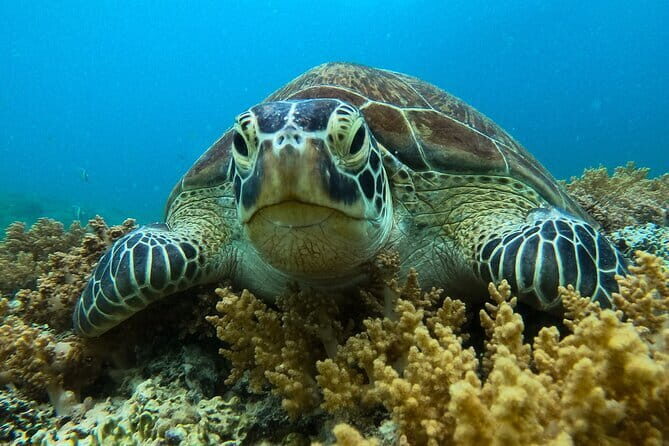 Private Snorkeling in 3 GiIi Islands - Authenticity and overall value