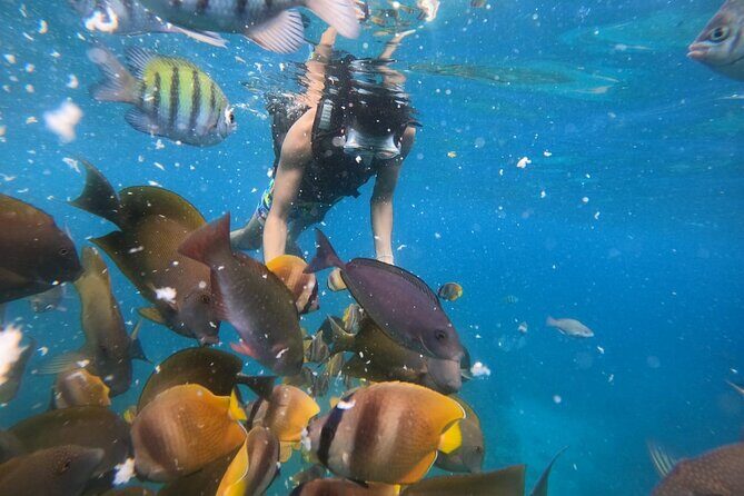 Private Snorkeling in Manta Bay, Gamat Bay & Wall at Nusa Penida - Who Will Love This Tour?