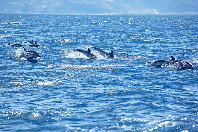 Private Speed Boat Experience To Dolphin House in Hurhgada - Who Is This Tour Best For?