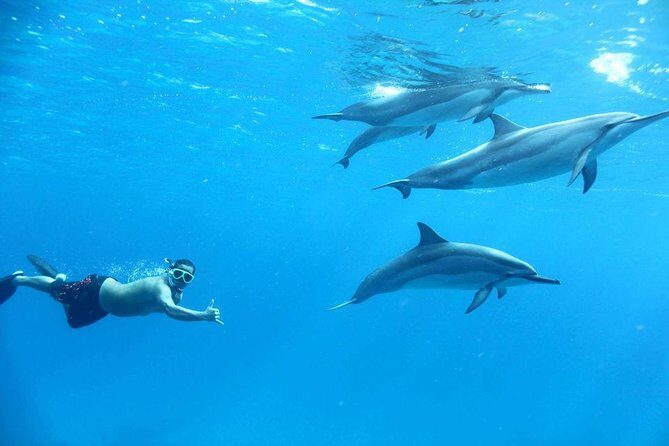 Private Speed Boat to DOLPHINS House & Water activities -HURGHADA - Who Should Consider This Tour?