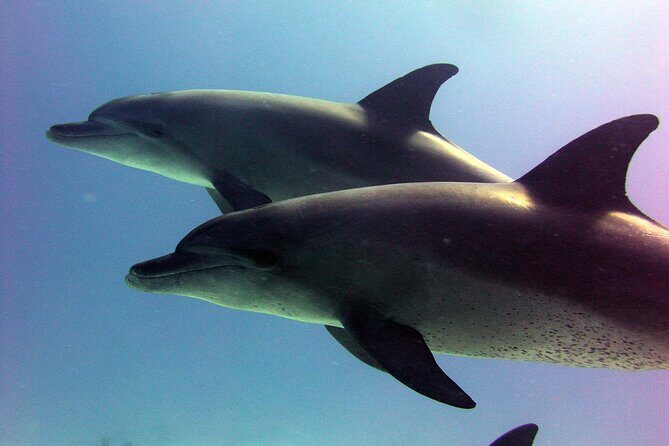 Private Speed Boat to Magawish Island's Hidden Wonders - Hurghada - Who Will Love This Tour?