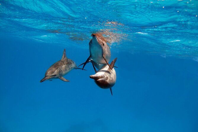 Private Speedboat swimming and Dolphin Watching in Hurghada - The Itinerary Breakdown