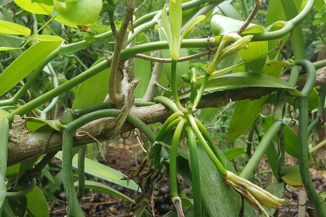 Private Spice Tour and Jozani Forest in Zanzibar - Authentic Insights From Travelers