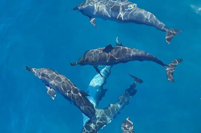 Private sunrise Dolphin with Le Havanah Boat - The Value of the Experience