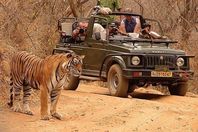 Private Tour: 2-Day Ranthambore National Park from Jaipur - The Practicalities