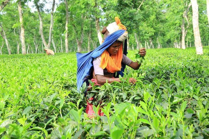 Private Tour: 5 Days - Bangladesh Nature & Culture Tour - North-eastern part - Who Should Consider This Tour?