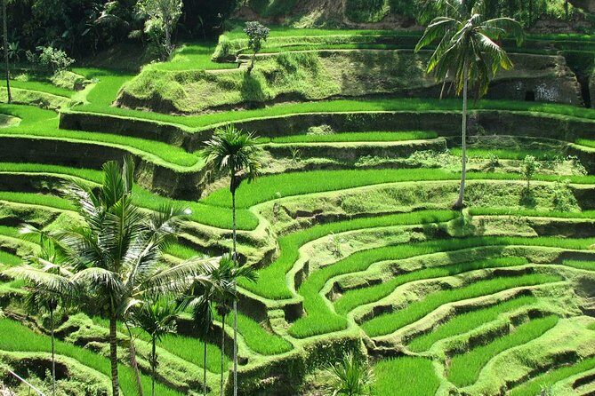 Private Tour: Bali in a Day - What Makes It Special?