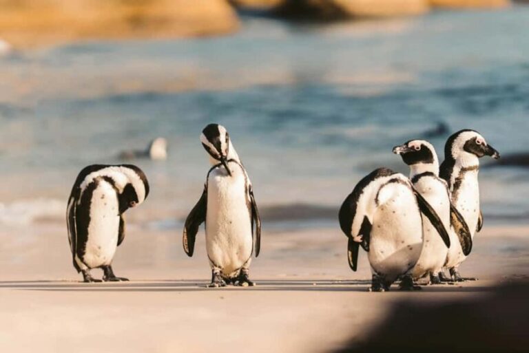 Private Tour: Cape Point, Penguins, Chapmans Peak & more... - What’s Included and What’s Not