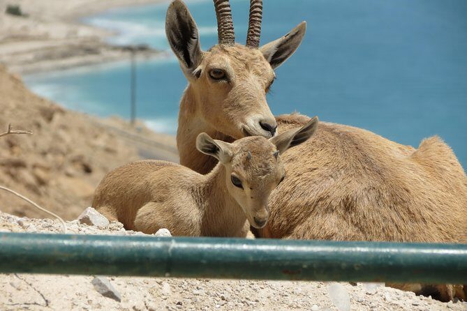 Private Tour: Dead Sea and Masada - Why Travelers Love This Tour