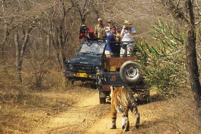 Private Tour from Delhi to Sariska Safari and Jaipur (1N/2D) - Analyzing the Value