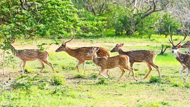 Private Tour from Ella to Hiriketiya with Yala Safari - A Detailed Look at the Experience