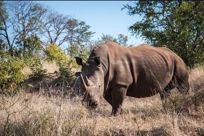 Private Tour - Game Drive & Rhino Walk Safari - Why This Tour Offers Great Value