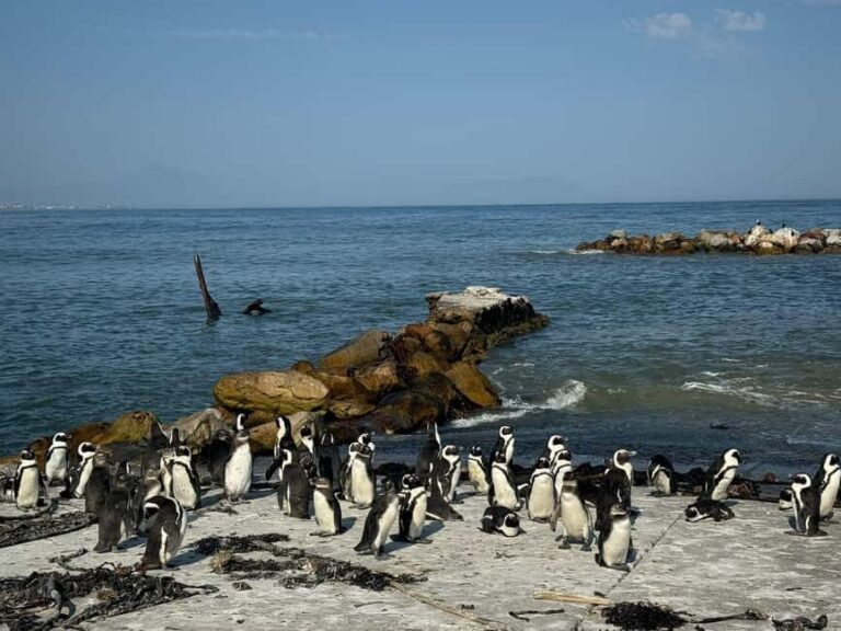 Private Tour: Hermanus Whale Watching & Penguin Colony Visit - Analyzing the Value