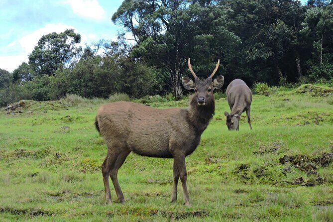 Private Tour in Horton Plains National Park ( World's End) with Pickup - FAQs