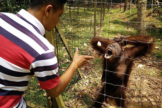 Private Tour: Ipoh Secrets Taiping Heritage & Orang Utan Island - Practical Considerations