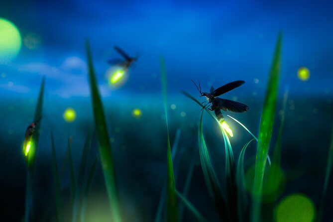 Private Tour: Kuala Selangor Firefly Blinkings including Seafood Dinner - Final Thoughts: Is This Tour Right for You?