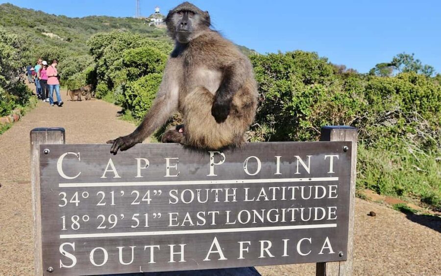 Private Tour of Cape Town Highlights and Table Mountain - What Travelers Say