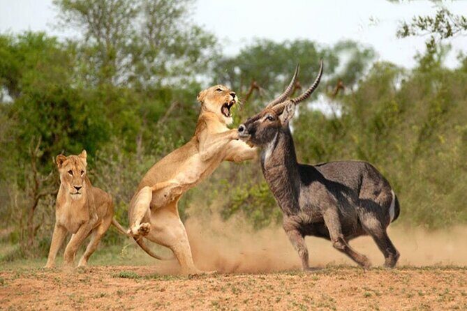Private Tour of Tsavo East National Park from Mombasa - The Value of This Experience