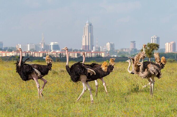 Private Tour Safari To Nairobi National Park - The Guide: Black Santa