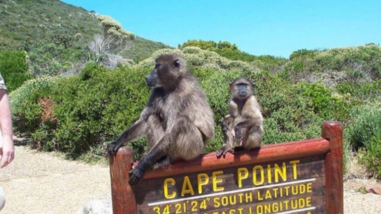 Private Tour: Table Mountain, Penguins Colony & Cape Of Good - What’s the Experience Really Like?