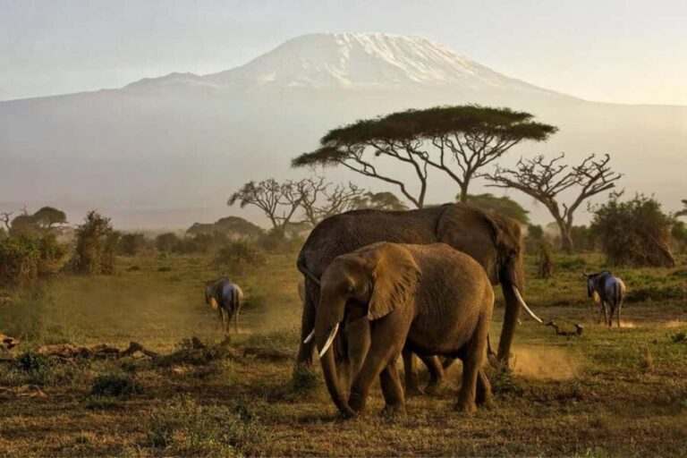 Private Tour to Amboseli National Park - What’s Included and What’s Not