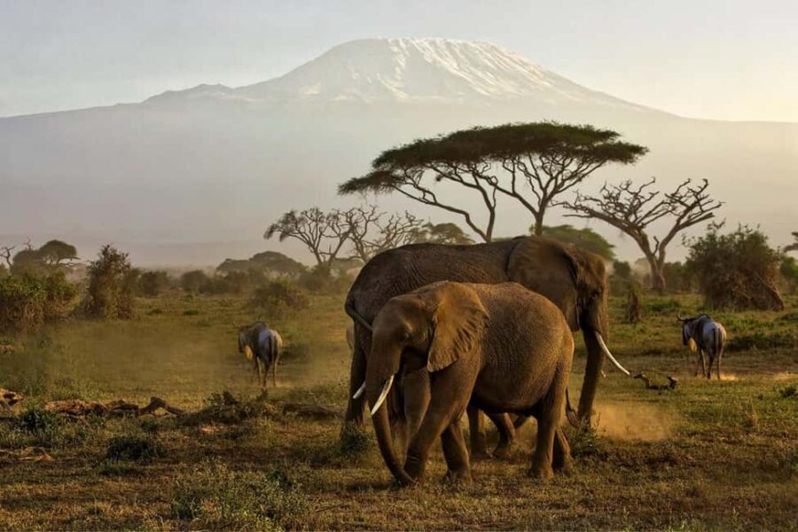 Private Tour to Amboseli National Park - What’s Included and What’s Not