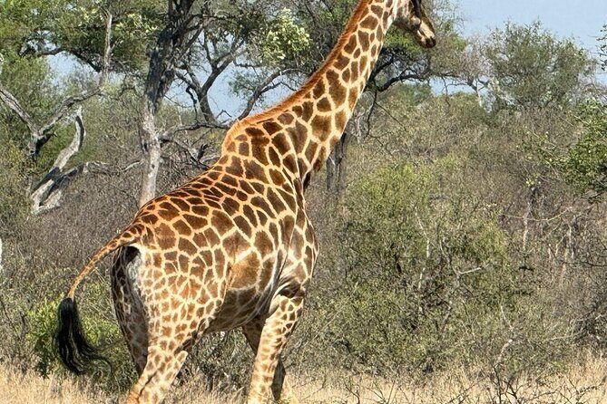 Private Tour to Aquila Game Reserve in Cape Town - see the Big5 - FAQs