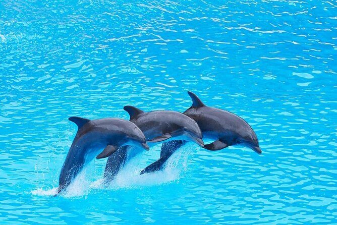 Private Tour to Dolphins house Sea hero of Egypt snorkeling - The Value and Practical Aspects