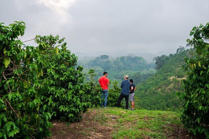 Private Tour to Fairview Coffee Farm in Nairobi with Pickup - What Makes This Tour Stand Out?