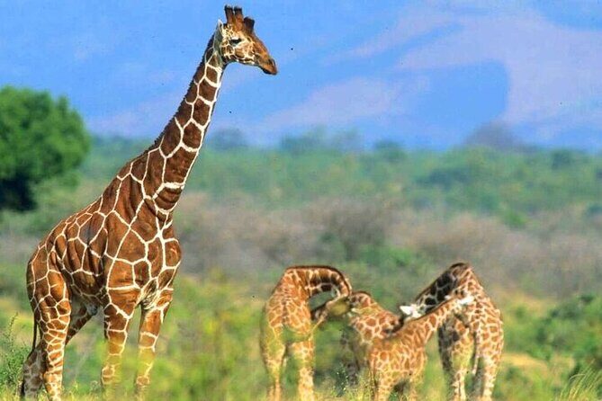 Private Tour To Giraffe Centre in Nairobi - Why This Tour Offers Good Value