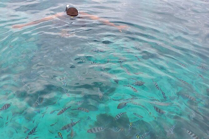 Private Tour to Mnemba Island with Lunch - The Itinerary in Detail