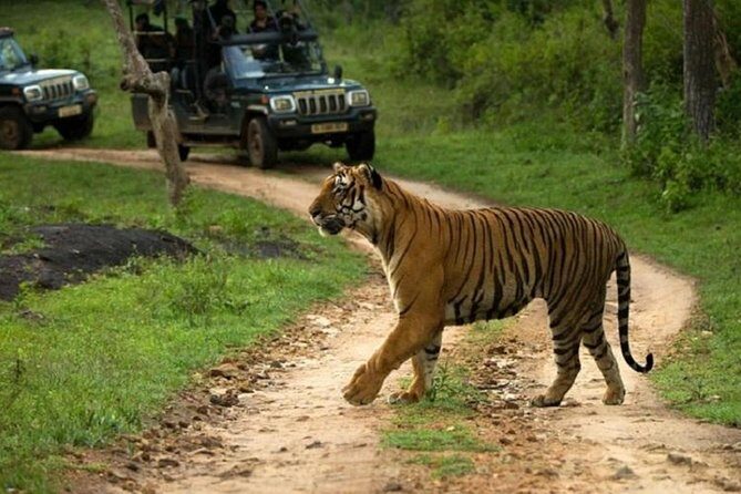 Private Tour to Sariska Tiger National Park by Car from Jaipur - Key Points at a Glance