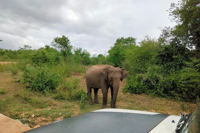 Private Tour : Udawalawe National Park Safari - The Full Breakdown: What to Expect from Your Udawalawe Safari