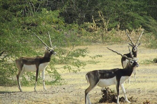 Private Tour: Village Safari Half-Day Tour In Jodhpur - A Closer Look at the Jodhpur Village Safari Experience
