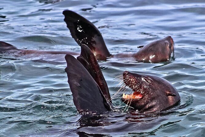 Private Tour: Whale Watching Shared Boat Trip from Cape Town - Analyzing the Value