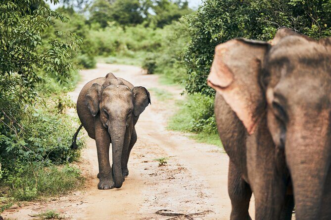 Private Tour: Yala National Park Safari - What Makes This Tour Special?