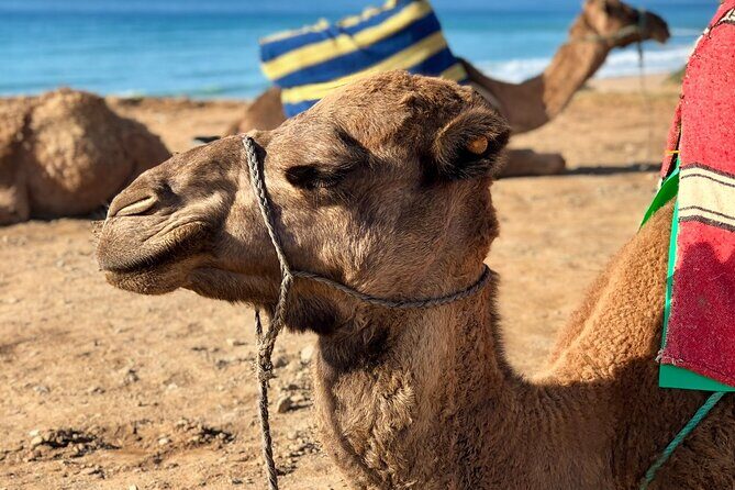 Private Transfer Essaouira-Agadir - What’s Included and What’s Not?