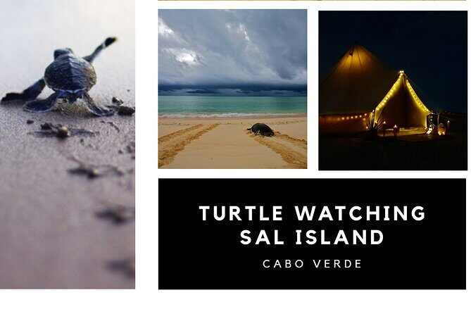 Private Turtle Watching Experience - Final Thoughts