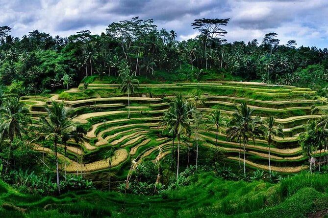 Private Ubud and Volcano Day Trip - An In-Depth Look at the Tour Experience