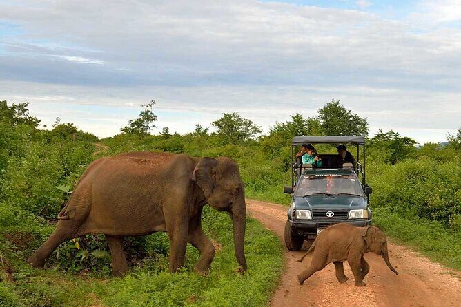 Private Udawalawa Safari Plus Elephant Transit Home Day Trip - Who Will Love This Tour?