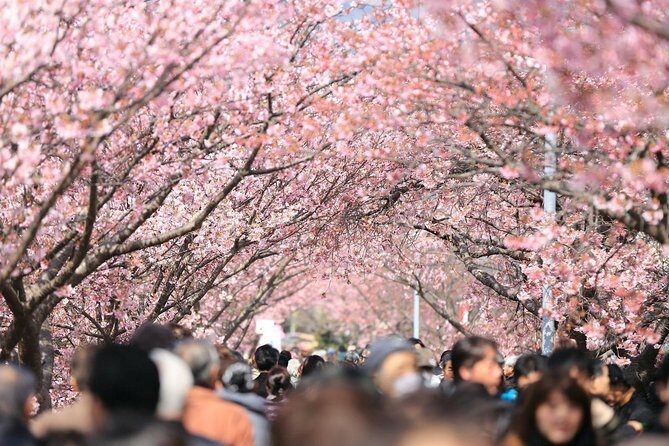 Private & Unique Tokyo Cherry Blossom "Sakura" Experience - Authentic Insights from Real Travelers