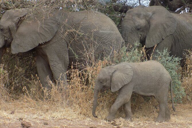 Private Wildlife Encounter at Tarangire National Park - The Sum Up: Who Should Consider This Tour?