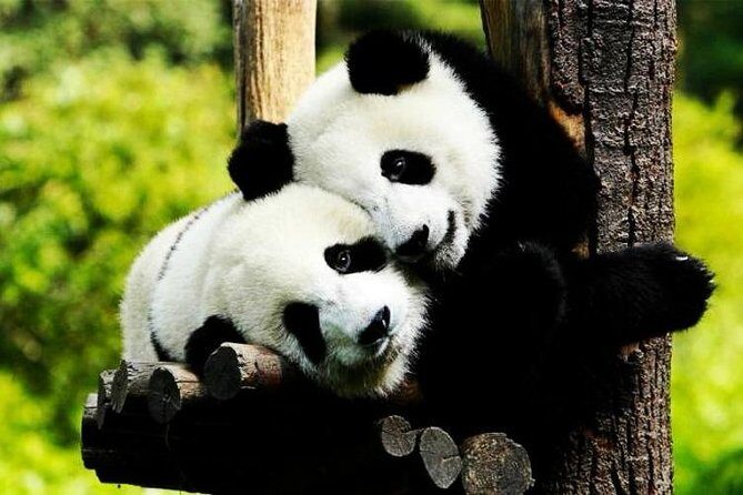 Private Zhujiajiao Water Town Tour with Shanghai Zoo and Panda - The Itinerary in Detail