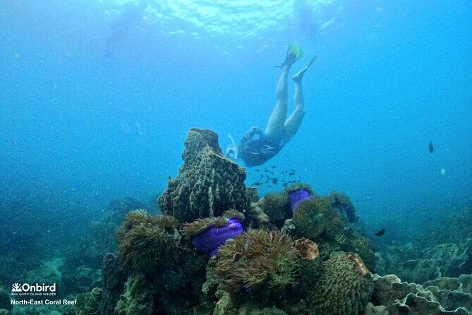 PRO-SNORKELING to Explore Hidden Coral Reefs (MAX 10 PAX) - Who Will Love This Tour?