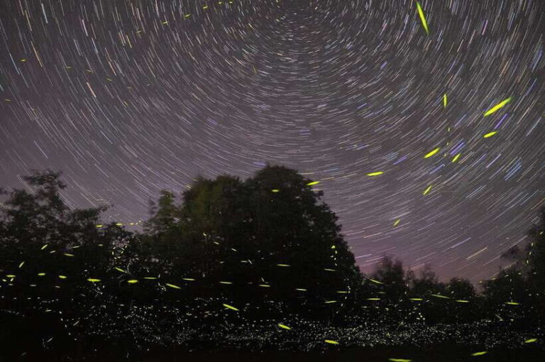 Puerto Princesa: Firefly Watching Bay Cruise with Dinner - The Firefly Experience