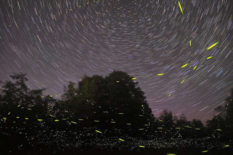Puerto Princesa: Firefly Watching Bay Cruise with Dinner - The Firefly Experience