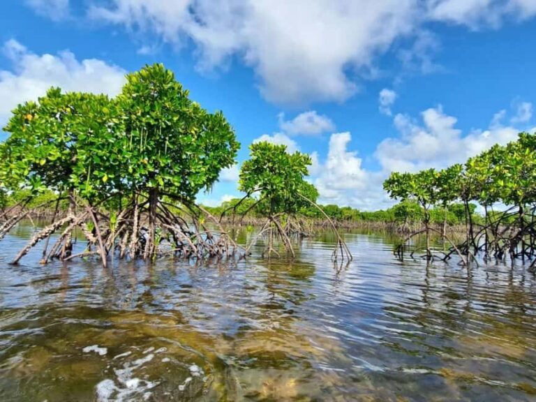 Pungume island, Pungume beach, sandbank BBQ and snorkeling - Who is This Tour Best Suited For?