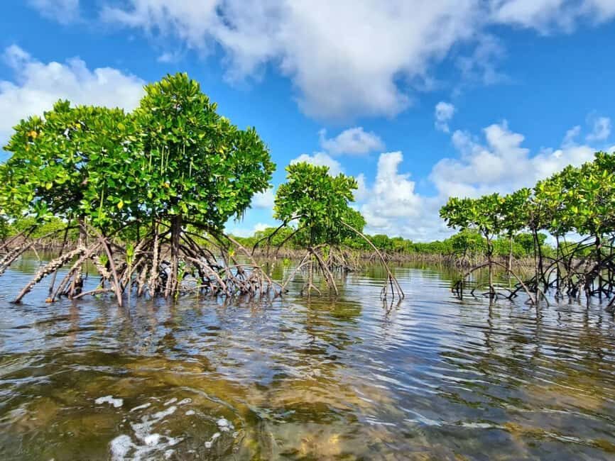 Pungume island, Pungume beach, sandbank BBQ and snorkeling - Who is This Tour Best Suited For?