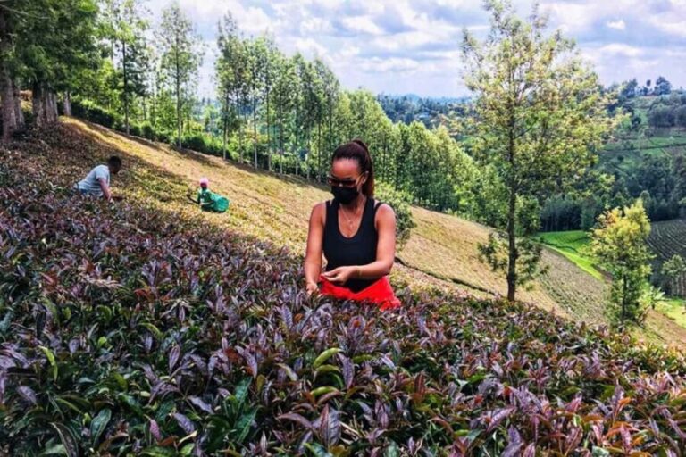 Purple Tea Farm Tour from Nairobi with Tea Tasting & lunch - Why This Tour Is Worth Considering