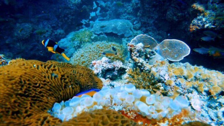 Qantab Beach: Discover Scuba Diving Experience - The Itinerary: What’s Included and How It Unfolds